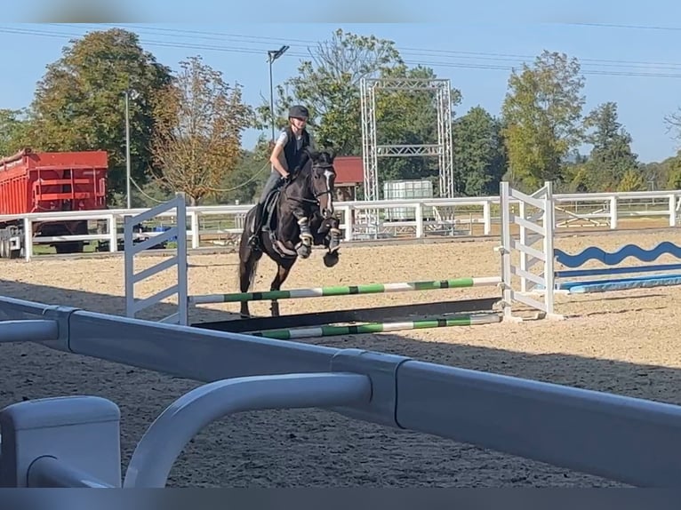 KWPN Valack 13 år 168 cm Mörkbrun in Gundelfingen