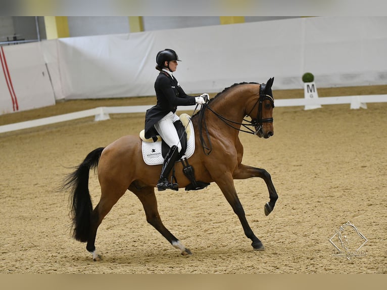 KWPN Valack 13 år 172 cm Brun in Jengen