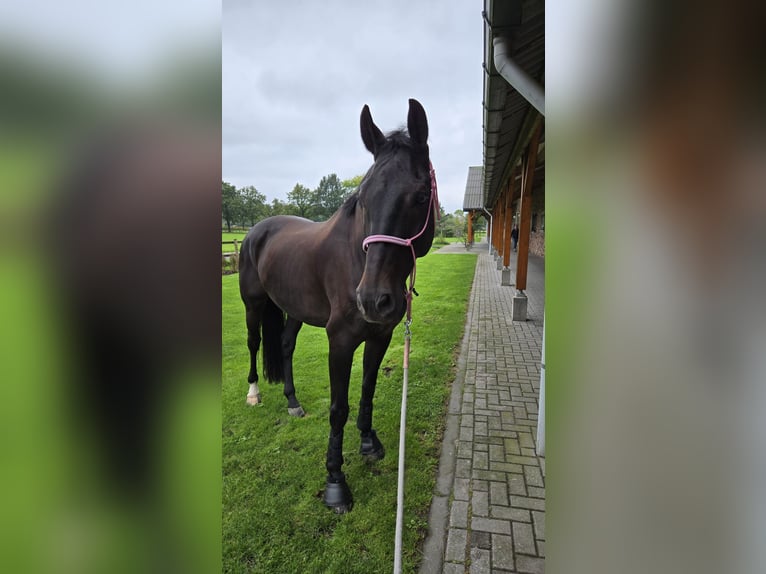 KWPN Valack 13 år 174 cm Mörkbrun in Moordrecht