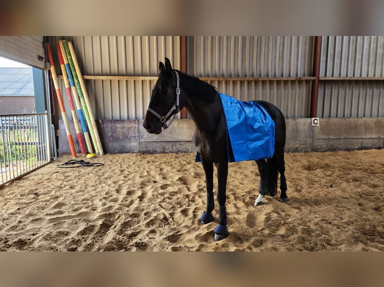 KWPN Valack 13 år 174 cm Mörkbrun in Moordrecht