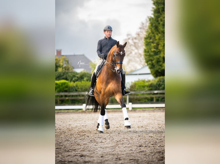 KWPN Valack 13 år 176 cm Mörkbrun in Boven-Leeuwen