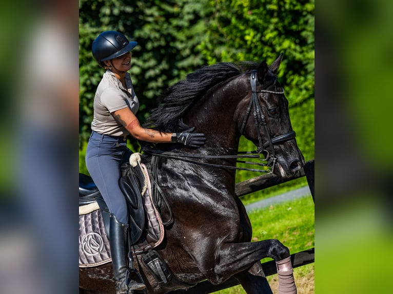 KWPN Valack 13 år 182 cm Svart in Biddinghuizen