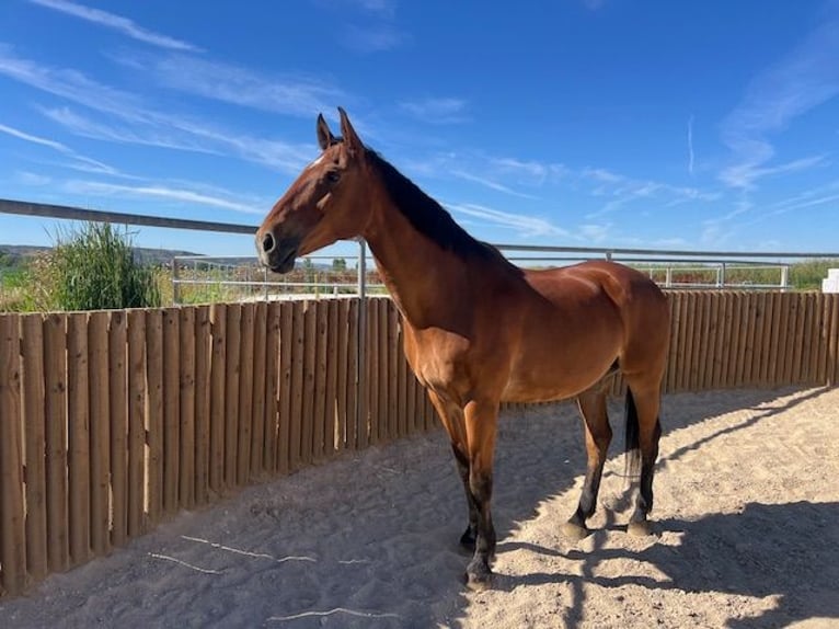 KWPN Valack 14 år 175 cm Ljusbrun in Poligono Industrial Aimayr