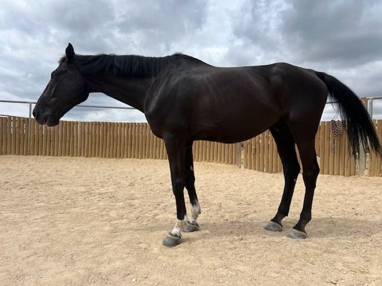 KWPN Valack 14 år 175 cm Svart in Poligono Industrial Aimayr