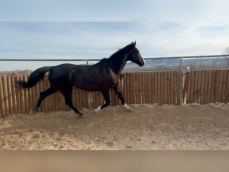 KWPN Valack 14 år 175 cm Svart in Poligono Industrial Aimayr