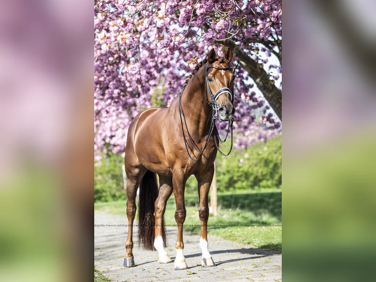 KWPN Valack 15 år 171 cm fux in Ammerzoden