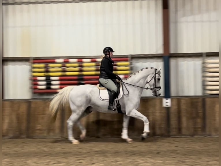 KWPN Valack 15 år 175 cm Grå-flugskimmel in Oud Gastel