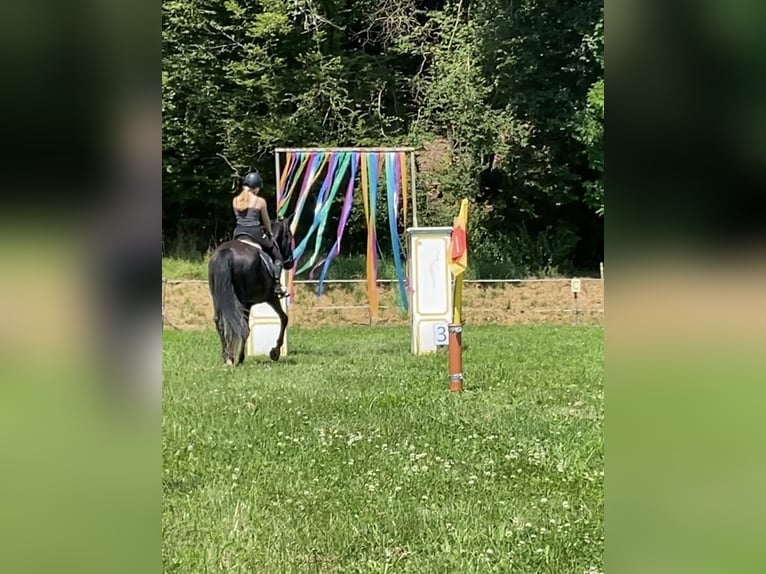 KWPN Valack 18 år 165 cm Svart in Becherbach