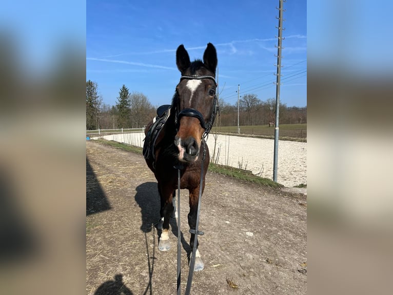 KWPN Valack 18 år 170 cm Mörkbrun in Lambach