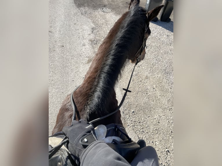 KWPN Valack 18 år 170 cm Mörkbrun in Lambach