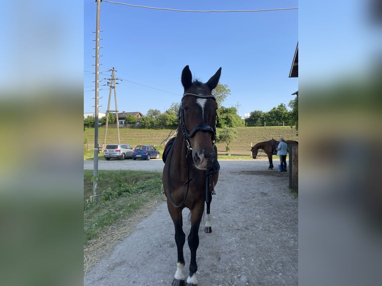 KWPN Valack 18 år 170 cm Mörkbrun in Lambach