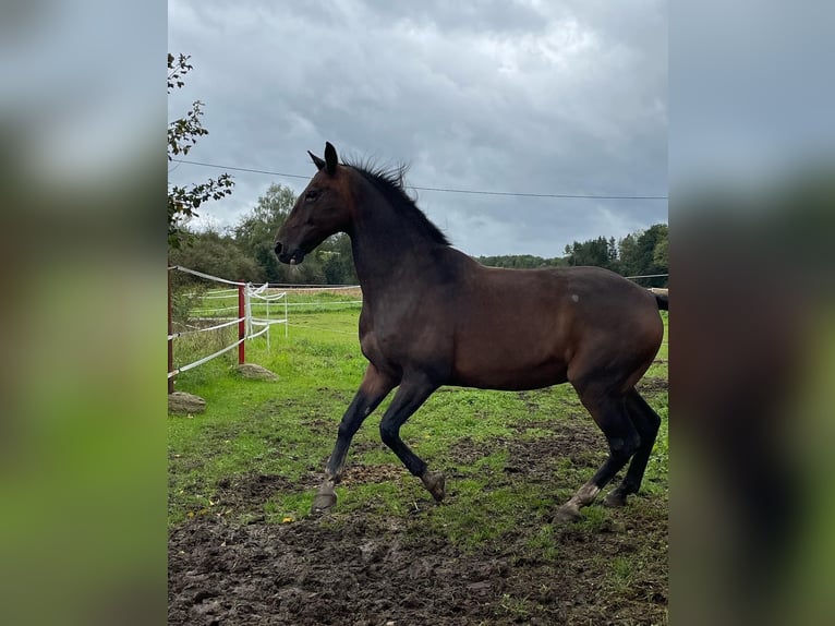 KWPN Valack 18 år 170 cm Mörkbrun in Lambach