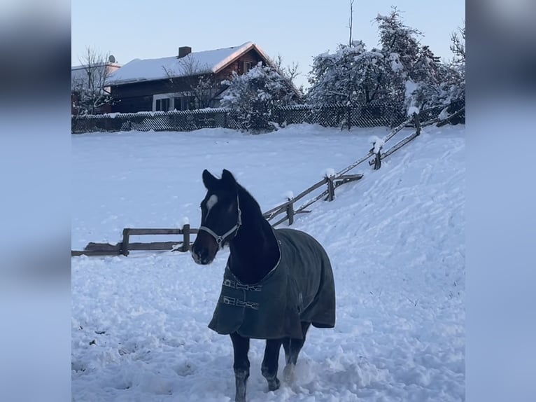 KWPN Valack 18 år 170 cm Mörkbrun in Lambach