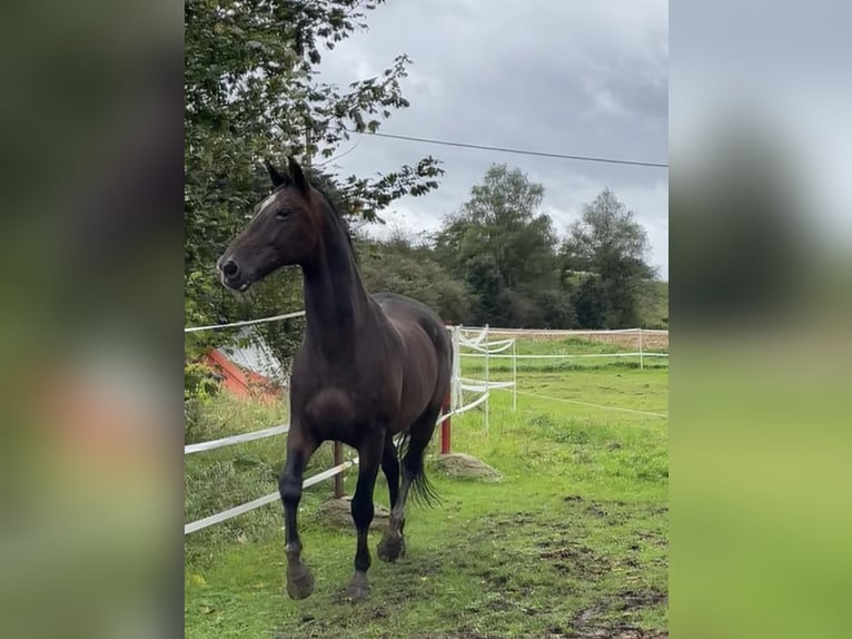 KWPN Valack 18 år 170 cm Mörkbrun in Lambach