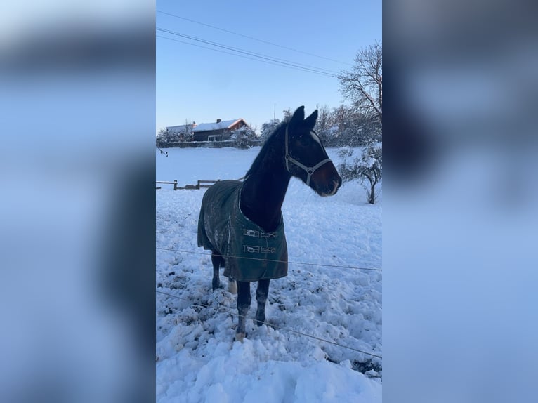 KWPN Valack 18 år 170 cm Mörkbrun in Lambach