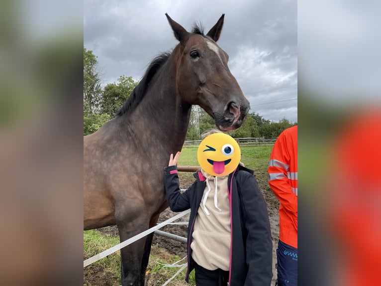 KWPN Valack 18 år 170 cm Mörkbrun in Lambach