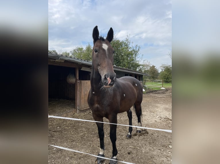 KWPN Valack 18 år 170 cm Mörkbrun in Lambach