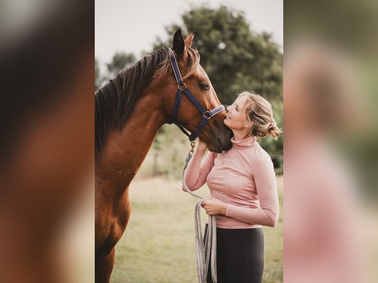 KWPN Valack 2 år 165 cm Brun in Cromvoirt