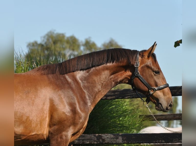 KWPN Valack 3 år 154 cm Brun in Lunteren