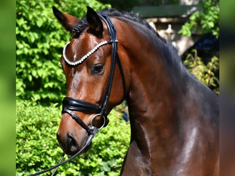 KWPN Valack 3 år 162 cm Brun in Neuss