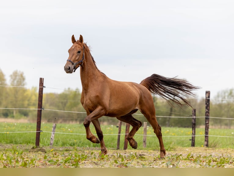 KWPN Valack 3 år 165 cm fux in Elim