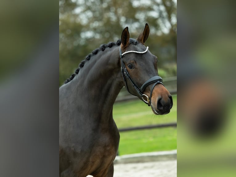 KWPN Valack 3 år 167 cm Mörkbrun in Loon op Zand