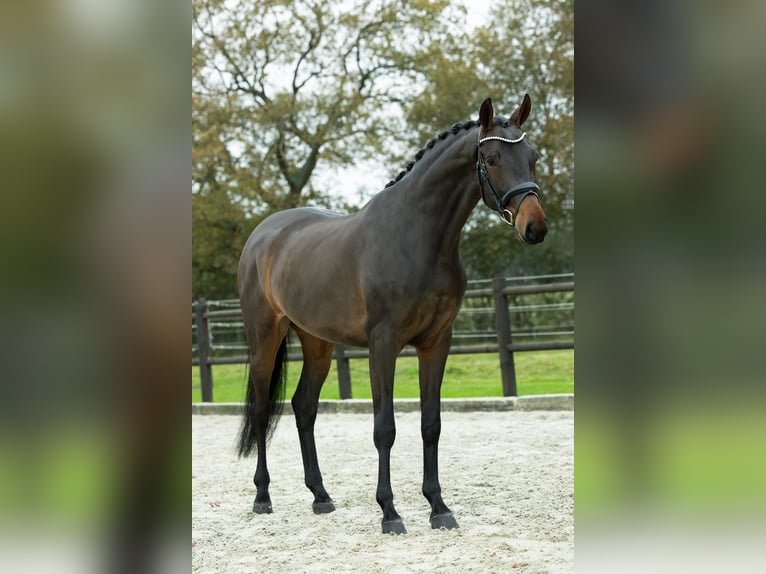 KWPN Valack 3 år 167 cm Mörkbrun in Loon op Zand