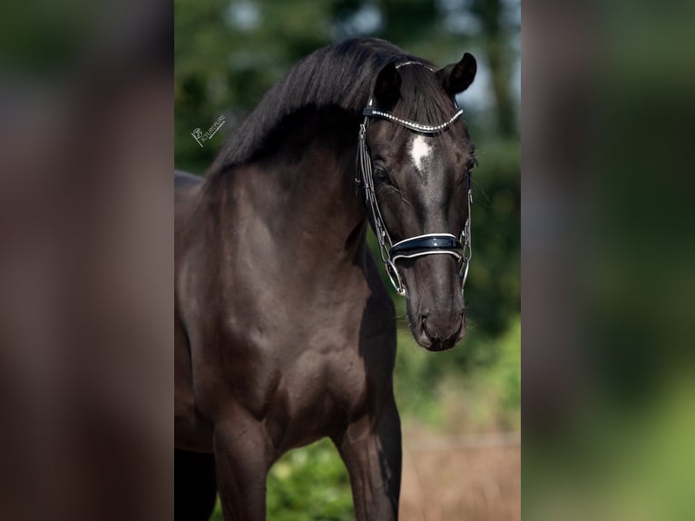 KWPN Valack 3 år 167 cm Svart in Weert