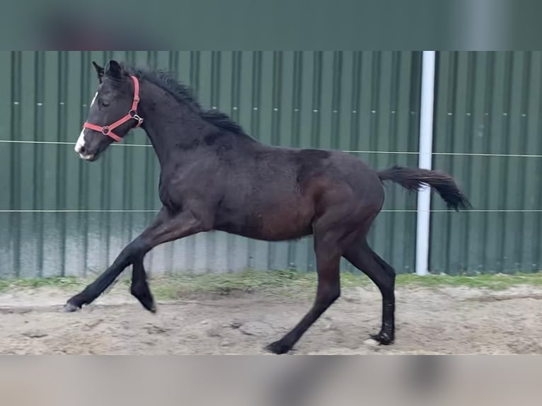 KWPN Valack 3 år 168 cm Rökfärgad svart in Wedde