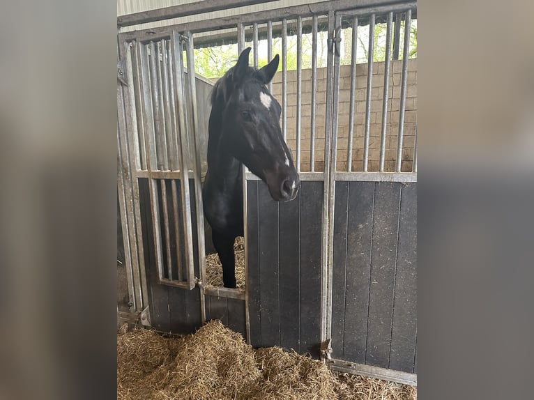 KWPN Valack 3 år 169 cm Svart in Finsterwolde