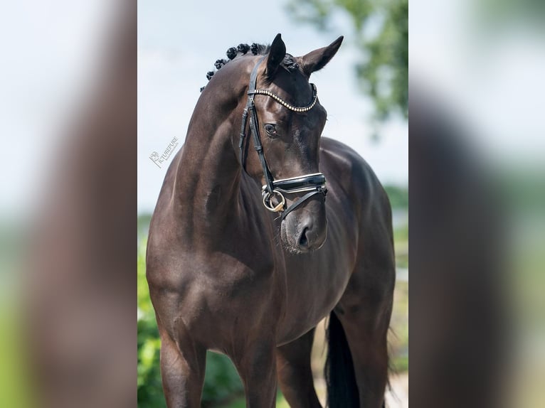 KWPN Valack 3 år 170 cm Svart in Weert