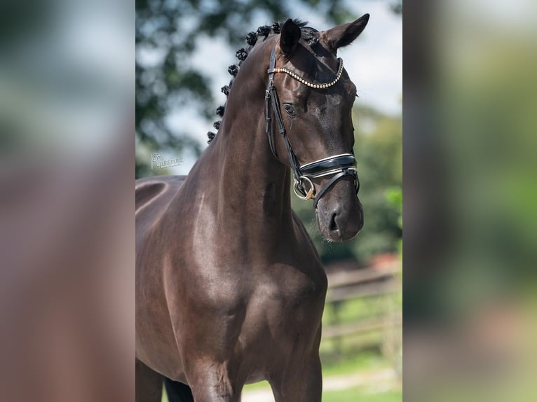 KWPN Valack 3 år 170 cm Svart in Weert