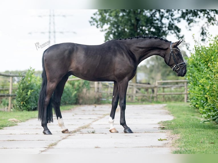 KWPN Valack 3 år 170 cm Svart in Weert