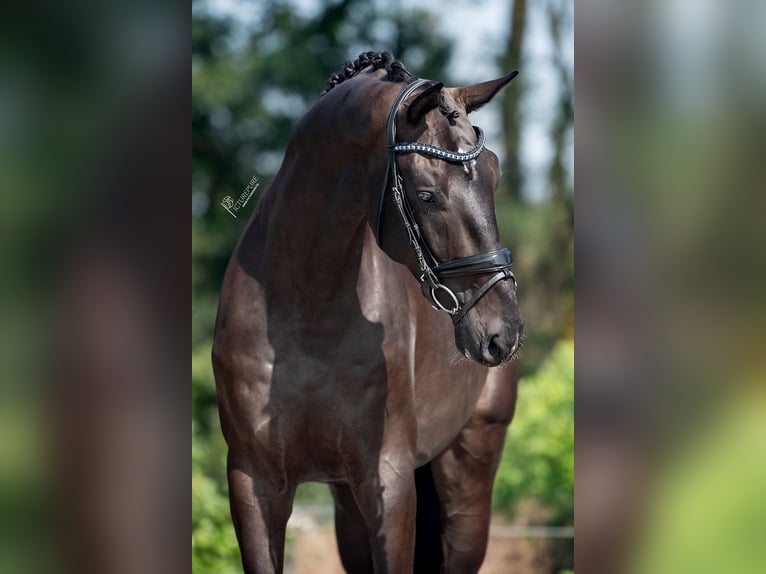 KWPN Valack 3 år 174 cm Svart in Weert