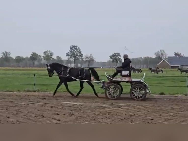 KWPN Valack 4 år 151 cm Svart in Oud Gastel