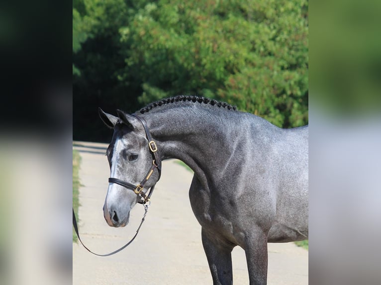 KWPN Valack 4 år 162 cm Grå in Noville