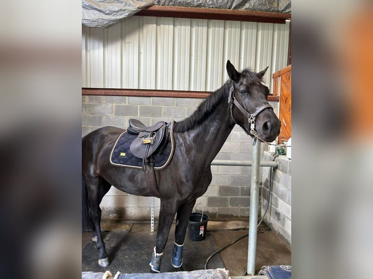 KWPN Valack 4 år 165 cm in Perpignan