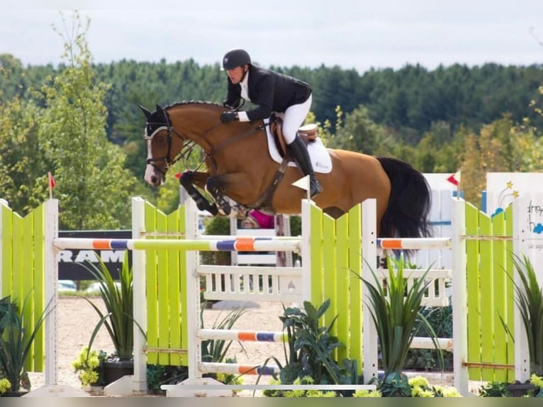 KWPN Valack 4 år 168 cm Mörkbrun in GROTE-BROGEL