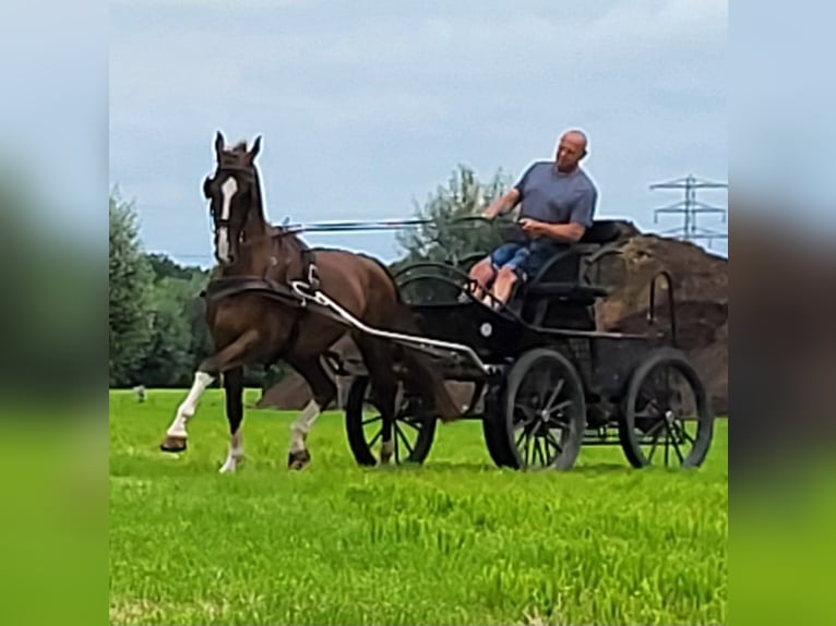 KWPN Valack 4 år 170 cm fux in Putten