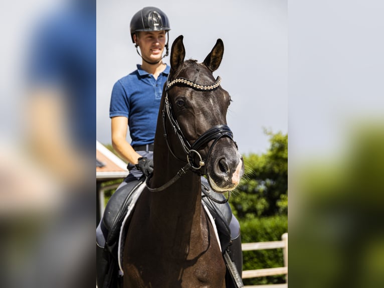 KWPN Valack 4 år 172 cm Svart in Yerseke