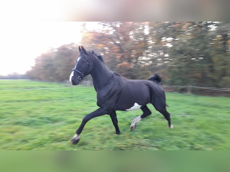 KWPN Valack 4 år 175 cm Svart in Doornspijk