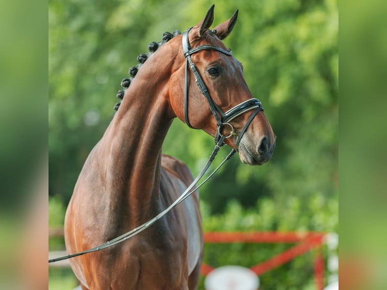 KWPN Valack 4 år 179 cm Brun in Münster