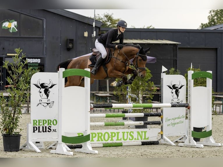 KWPN Valack 5 år 161 cm Brun in Nijland