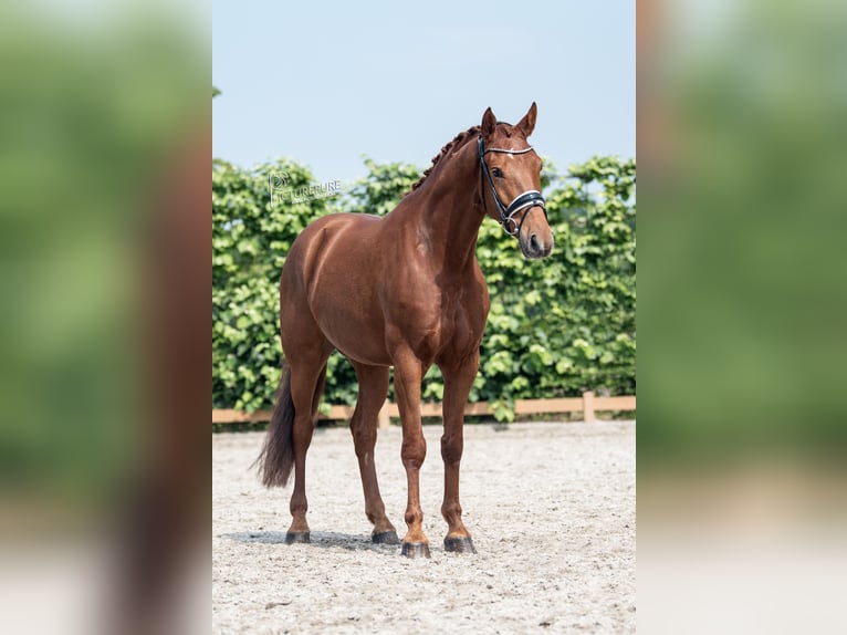KWPN Valack 5 år 167 cm fux in Goch