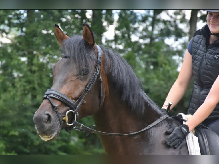 KWPN Valack 5 år 168 cm Brun in Neuss