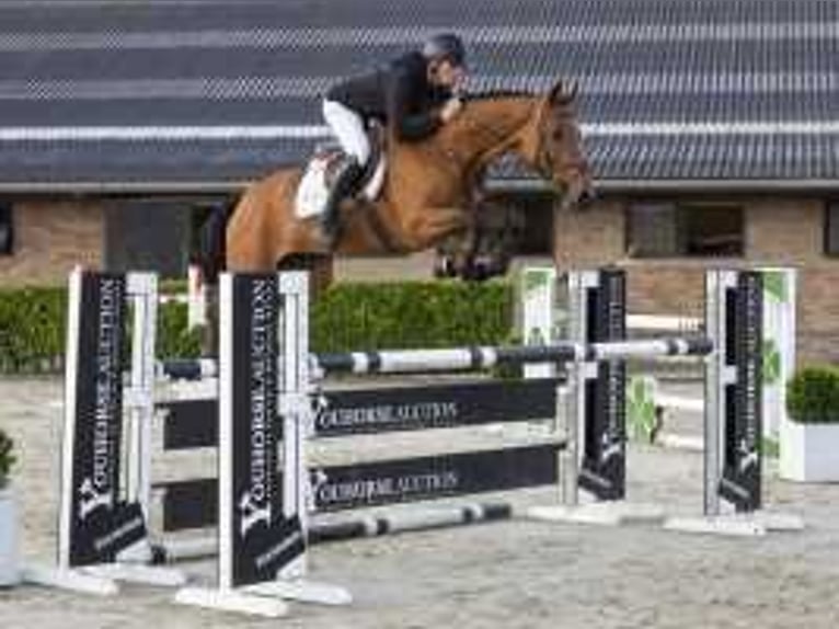 KWPN Valack 5 år 168 cm Brun in Waddinxveen