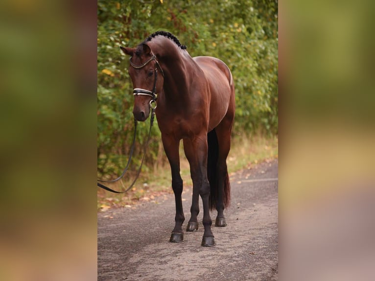 KWPN Valack 5 år 168 cm Mörkbrun in Bekesszentandrás