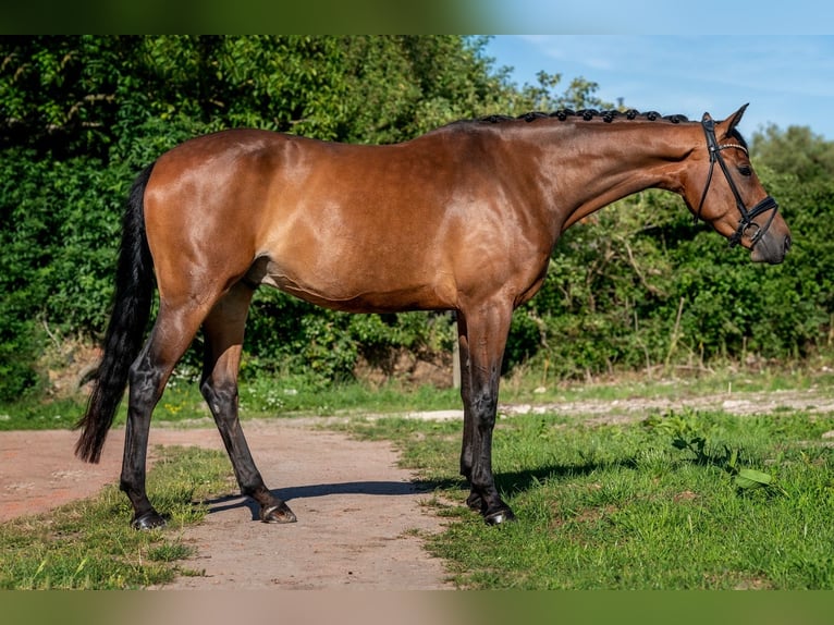 KWPN Valack 5 år 168 cm Mörkbrun in Jabbeke