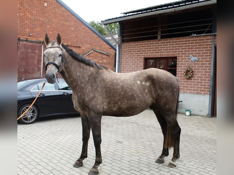 KWPN Valack 5 år 175 cm Braunfalbschimmel in Schilde