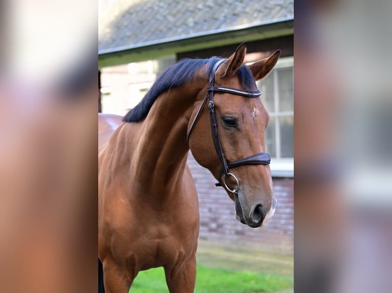 KWPN Valack 6 år 163 cm Brun in Bladel